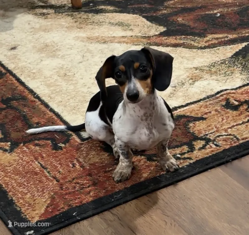 Oreo – Miniature Dachshund puppy for sale in Paragould, AR