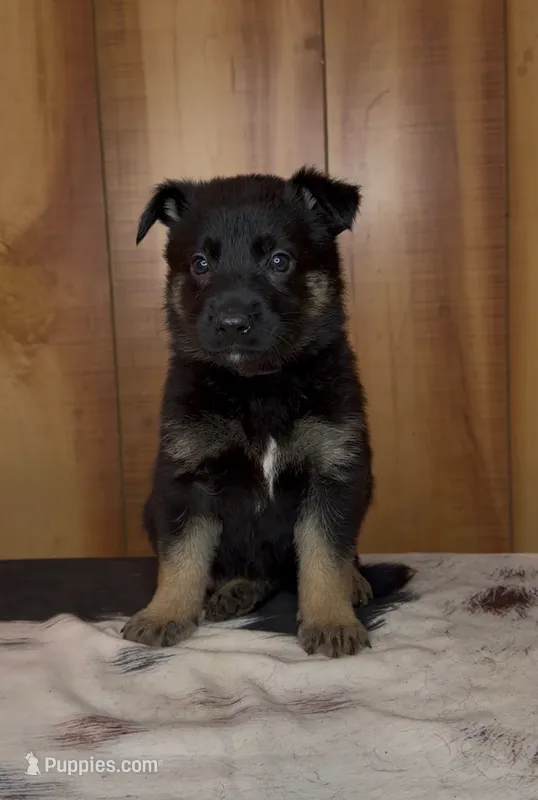 Rage – German Shepherd Dog puppy for sale in Paragould, AR