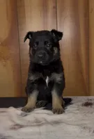 Rage, a female German Shepherd Dog for sale in Paragould, AR – 1 of 3