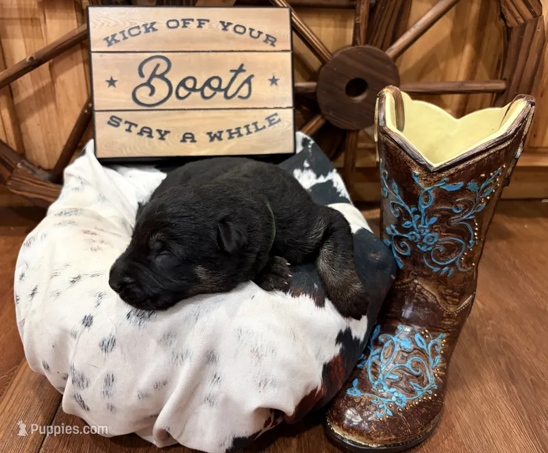 Slate – German Shepherd Dog puppy for sale in Paragould, AR