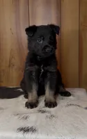 Rival, a female German Shepherd Dog for sale in Paragould, AR – 1 of 3