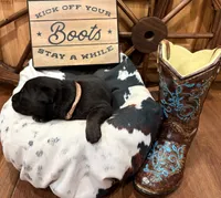 Rival, a female German Shepherd Dog for sale in Paragould, AR – 2 of 3
