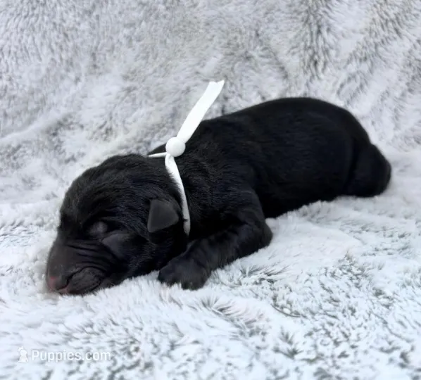 Rival – German Shepherd Dog puppy for sale in Paragould, AR
