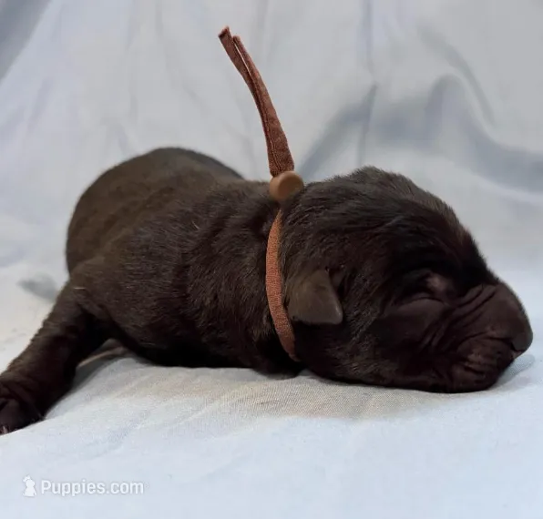 Retro – German Shepherd Dog puppy for sale in Paragould, AR