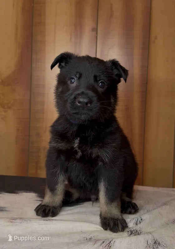Kolt – German Shepherd Dog puppy for sale in Paragould, AR