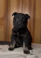 Kolt, a male German Shepherd Dog for sale in Paragould, AR – 1 of 3