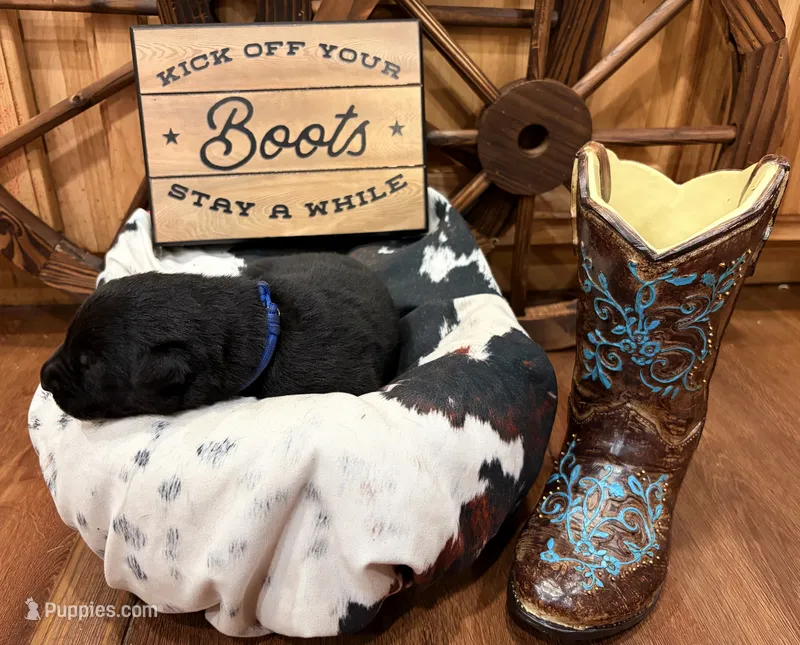 Kolt – German Shepherd Dog puppy for sale in Paragould, AR