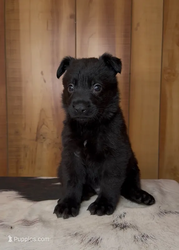 Shoka – German Shepherd Dog puppy for sale in Paragould, AR