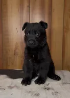 Shoka, a male German Shepherd Dog for sale in Paragould, AR – 1 of 3