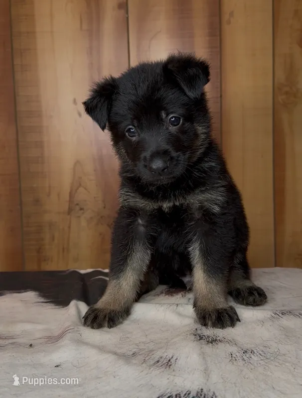 Inferno – German Shepherd Dog puppy for sale in Paragould, AR