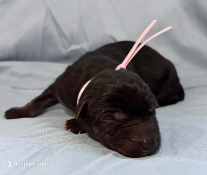 Rage – German Shepherd Dog puppy for sale in Paragould, AR