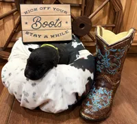 Shoka, a male German Shepherd Dog for sale in Paragould, AR – 2 of 3