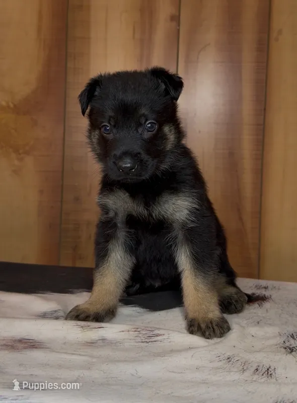 Private – German Shepherd Dog puppy for sale in Paragould, AR
