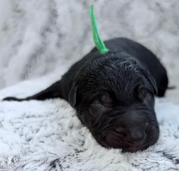 Slate – German Shepherd Dog puppy for sale in Paragould, AR