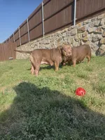 Sarabi, a female American Bully for sale in Dallas, TX – Photo 2 of 3