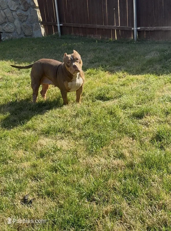 Sarabi – American Bully puppy for sale in Dallas, TX