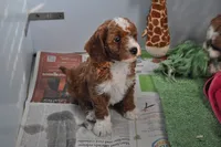 processed/6e91618c-c563-4edd-8ca8-691061a52aa9/listing/0bd966c9-eecb-4985-a37e-77c5ec7034f1/659823c4-6687-4cb1-b70d-d558f06d7f6b