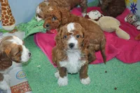 processed/6e91618c-c563-4edd-8ca8-691061a52aa9/listing/0bd966c9-eecb-4985-a37e-77c5ec7034f1/88f393e4-4e14-4b43-b455-a40deafd5d09