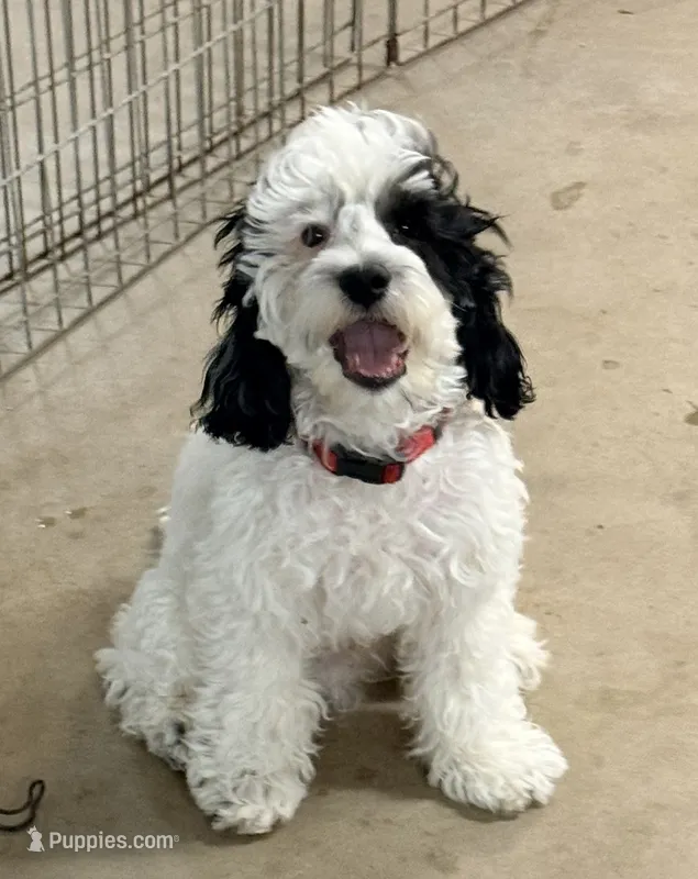 Black and white Parti – Cockapoo puppy for sale in Victorville, CA