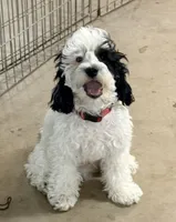 Black and white Parti, a male Cockapoo for sale in Victorville, CA – 1 of 6