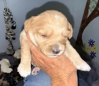 Apricot Cream, a female Cockapoo for sale in Victorville, CA – 4 of 5