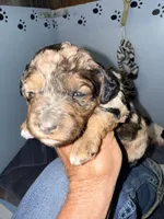 Blue Merle Tan Point, a female Cockapoo for sale in Victorville, CA – 9 of 10