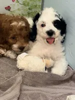 Black and white Parti, a male Cockapoo for sale in Victorville, CA – 5 of 5