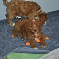 Roo#4, a male Cockapoo for sale in Victorville, CA – Photo 10 of 10
