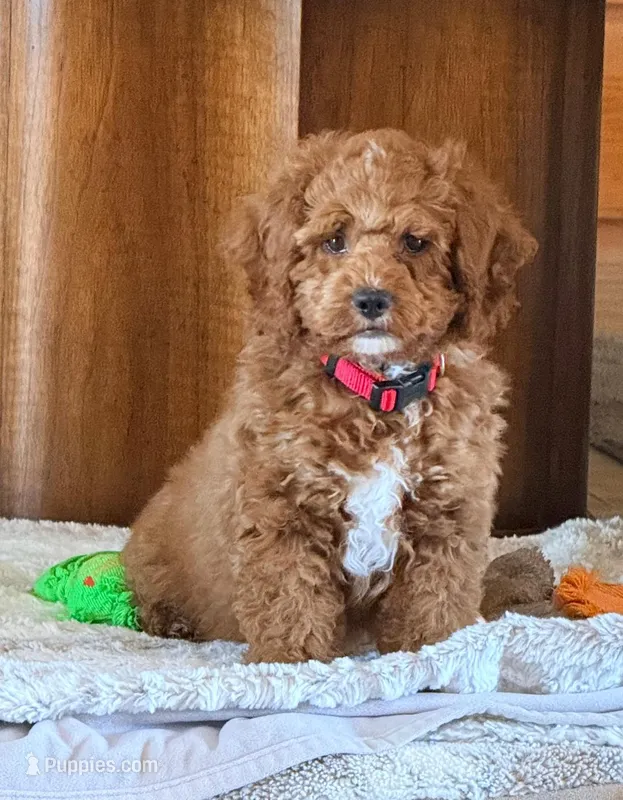 Roo#4 – Cockapoo puppy for sale in Victorville, CA
