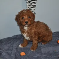 Roo#4, a male Cockapoo for sale in Victorville, CA – Photo 9 of 10