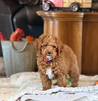 Roo#4, a male Cockapoo for sale in Victorville, CA – Photo 2 of 10