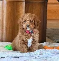 Roo#4, a male Cockapoo for sale in Victorville, CA – Photo 7 of 10