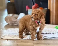 Roo#4, a male Cockapoo for sale in Victorville, CA – Photo 5 of 10