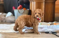 Roo#4, a male Cockapoo for sale in Victorville, CA – Photo 3 of 10