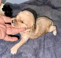 Apricot Cream, a female Cockapoo for sale in Victorville, CA – 3 of 5