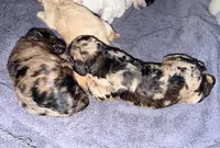 Blue Merle Tan Point, a female Cockapoo for sale in Victorville, CA – 7 of 10