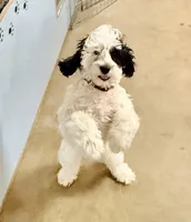 Black and white Parti, a male Cockapoo for sale in Victorville, CA – 3 of 6
