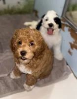 Red Tuxedo, a female Cockapoo for sale in Victorville, CA – 4 of 5