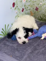 Black and white Parti, a male Cockapoo for sale in Victorville, CA – 4 of 5