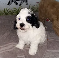 Black and white Parti, a male Cockapoo for sale in Victorville, CA – 1 of 5