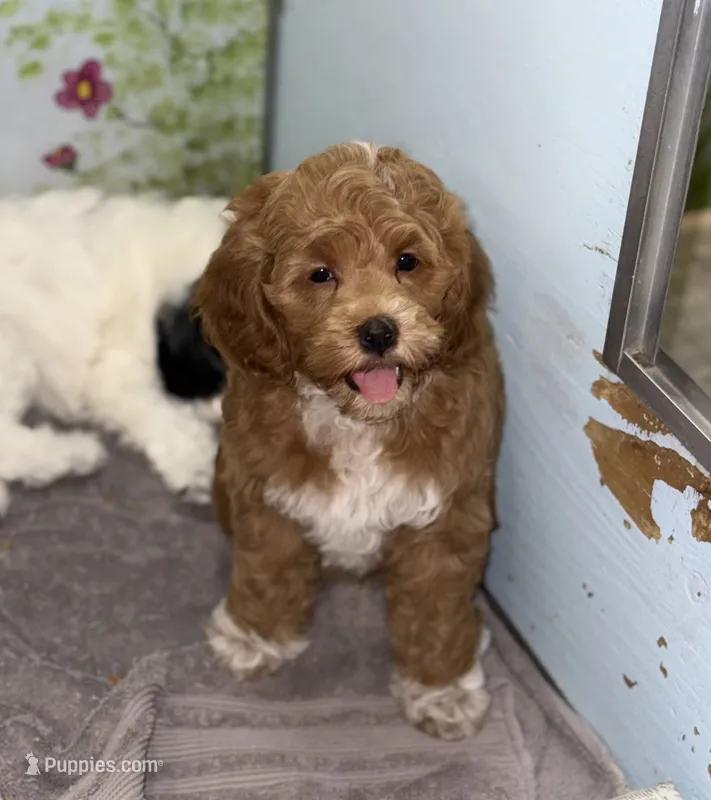 Red Tuxedo – Cockapoo puppy for sale in Victorville, CA