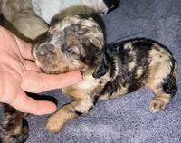 Blue Merle Tan Point, a female Cockapoo for sale in Victorville, CA – 1 of 10
