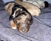 Blue Merle Tan Point, a female Cockapoo for sale in Victorville, CA – 8 of 10