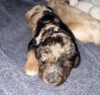Blue Merle Tan Point, a female Cockapoo for sale in Victorville, CA – 4 of 10