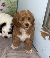 Red Tuxedo, a female Cockapoo for sale in Victorville, CA – 3 of 5