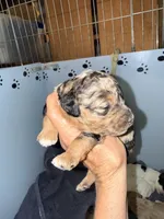 Blue Merle Tan Point, a female Cockapoo for sale in Victorville, CA – 5 of 10