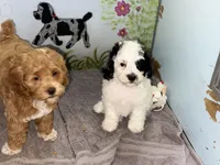 Black and white Parti, a male Cockapoo for sale in Victorville, CA – 3 of 5