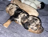Blue Merle Tan Point, a female Cockapoo for sale in Victorville, CA – 6 of 10