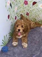 Red Tuxedo, a female Cockapoo for sale in Victorville, CA – 2 of 5