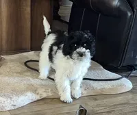 Sammy, a male Miniature Aussiedoodle for sale in Victorville, CA – Photo 2 of 7